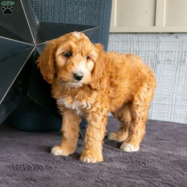 Dillon, Mini Goldendoodle Puppy